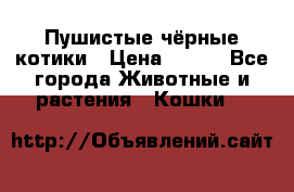 Пушистые чёрные котики › Цена ­ 100 - Все города Животные и растения » Кошки   